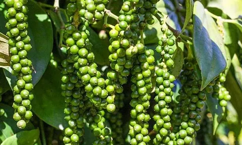 Giá tiêu hôm nay 8/8/2025: Đi ngang, Đắk Lắk bất ngờ vươn lên dẫn đầu cả nước