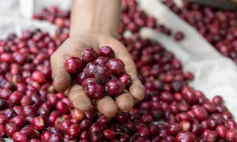 Giá cà phê hôm nay 9/8/2025: Trong nước lập đỉnh mới