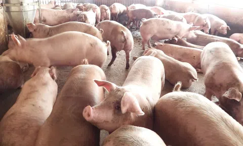Giá heo hơi hôm nay 9/8/2025: Giảm trên diện rộng