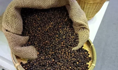 Giá tiêu hôm nay 12/8/2025: Neo cao tại các vùng trọng điểm, ổn định sức mua