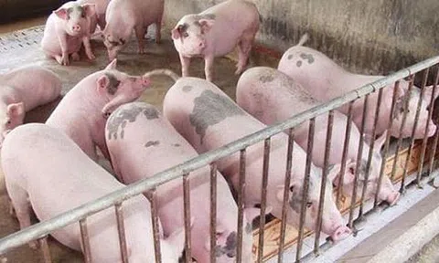 Giá heo hơi hôm nay 13/8/2025: Miền Trung - Tây Nguyên giảm 3.000 đồng/kg