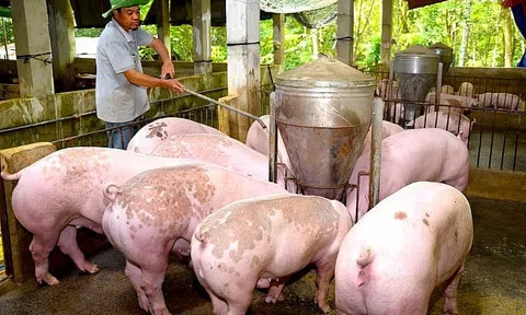 Giá heo hơi hôm nay 14/8/2025: Tiếp tục rớt giá tại cả ba miền, nhiều địa phương về mức 56.000 đồng/kg