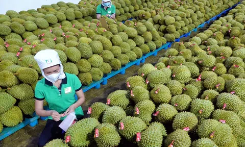 Giá sầu riêng hôm nay 14/8/2025: RI6, Sầu Thái vẫn “nóng” ở phân khúc đẹp lựa