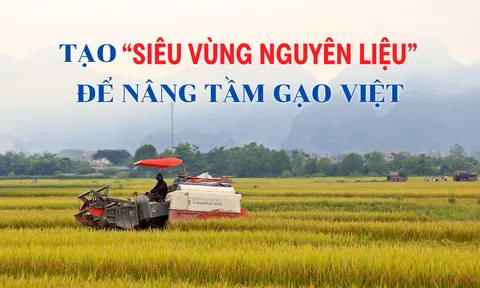 Tạo "siêu vùng nguyên liệu” để nâng tầm gạo Việt