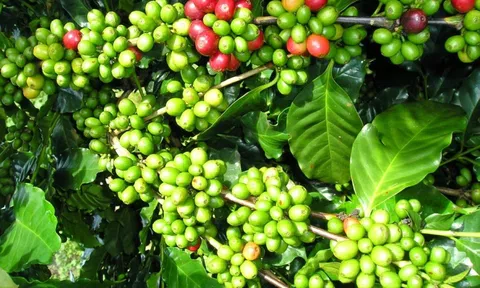 Giá cà phê hôm nay 16/8/2025: Thị trường đảo chiều, xuyên thủng mốc 115.000 đồng/kg