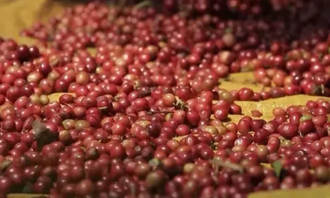Giá cà phê hôm nay 17/8/2025: Tiếp chuỗi tăng mạnh, Robusta vượt mốc 4.200 USD