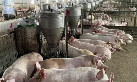 Giá heo hơi hôm nay 18/8/2025: Giảm nhẹ trên cả nước