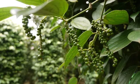 Giá tiêu hôm nay 18/8/2025: Nội địa giảm nhẹ, Mỹ tăng nhập khẩu mạnh từ Việt Nam