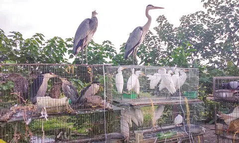 Thanh Hóa: Cấp xã, phường chịu trách nhiệm trực tiếp nếu để xảy ra vi phạm về động vật hoang dã