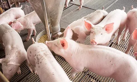 Giá heo hơi hôm nay 19/8/2025: Giảm đồng loạt, miền Trung còn 55.000 đồng/kg