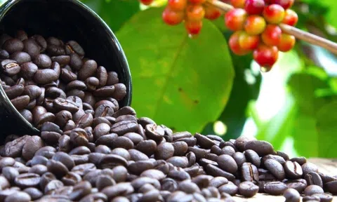 Giá cà phê hôm nay 20/8/2025: Đầu cơ đẩy mạnh gom hàng, thị trường tăng “nóng”