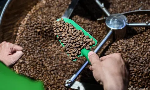 Giá cà phê hôm nay 21/8/2025: Cà phê trong nước lập kỷ lục mới