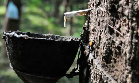 Giá cao su hôm nay 21/8/2025: Trong nước tăng, thế giới biến động trái chiều