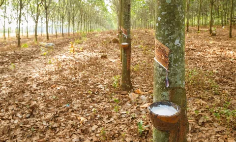 Giá cao su hôm nay 24/8/2025: Kết thúc tuần giao dịch nhiều biến động