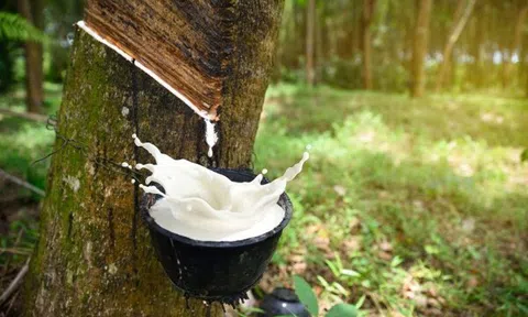 Giá cao su hôm nay 25/8/2025: Thị trường Nhật Bản giữ đà tăng