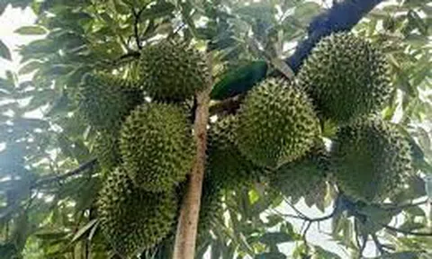 Giá sầu riêng hôm nay 25/8/2025: Ri6 đứng giá, Thái tăng tốc, Musang King hạ nhiệt