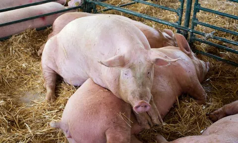 Giá heo hơi hôm nay 27/8/2025: Giảm mạnh trên diện rộng, nhiều nơi mất tới 2.000 đồng/kg