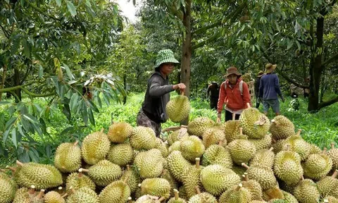 Giá sầu riêng hôm nay 28/8/2025: Thái loại đẹp tăng vọt 8.000 – 10.000 đồng/kg tại Tây Nguyên