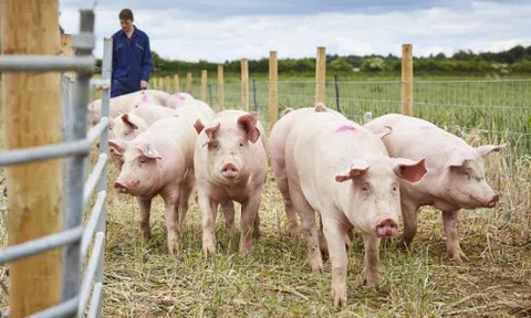 Giá heo hơi hôm nay 30/8/2025: Đi ngang trên cả 3 miền