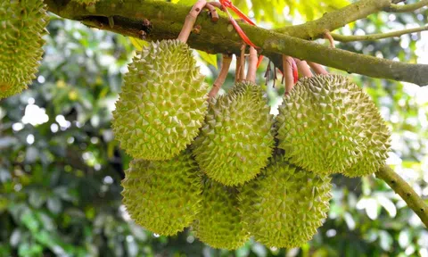 Giá sầu riêng hôm nay 30/8/2025: Sầu Thái VIP giữ mức cao