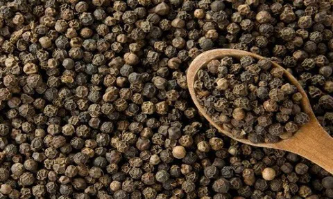 Giá tiêu hôm nay 30/8/2025: Tăng mạnh lên 152.300 đồng/kg, xuất khẩu sang Mỹ kỳ vọng phục hồi