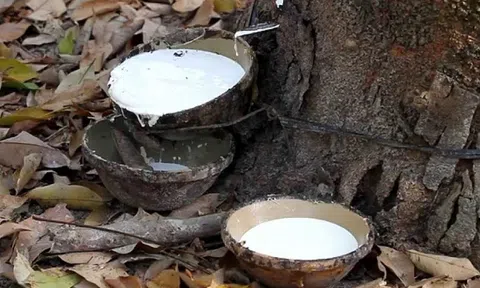 Giá cao su hôm nay 31/8/2025: Giá cao su thế giới đồng loạt giảm do lo ngại nhu cầu suy yếu