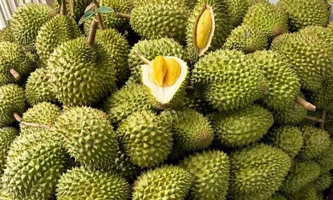 Giá sầu riêng hôm nay 1/9/2025: Sầu Thái loại A có giá 80.000 – 88.000 đồng/kg