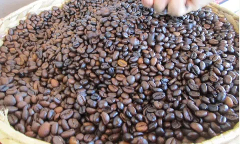 Giá cà phê hôm nay 2/9/2025: Tăng nóng hơn giá vàng