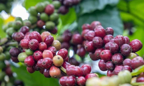 Giá cà phê hôm nay 3/9/2025: Quay đầu giảm, cao nhất 121.500 đồng/kg