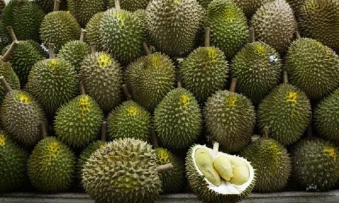 Giá sầu riêng hôm nay 4/9/2025: Đồng Nai, Bình Phước, Tây Ninh tăng