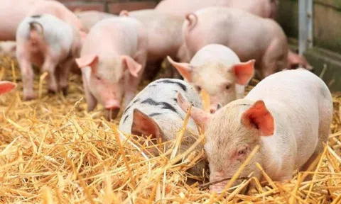 Giá heo hơi hôm nay 5/9/2025: Tăng giá tại cả ba miền, thị trường giao dịch trong khoảng 53.000 - 58.000 đồng/kg