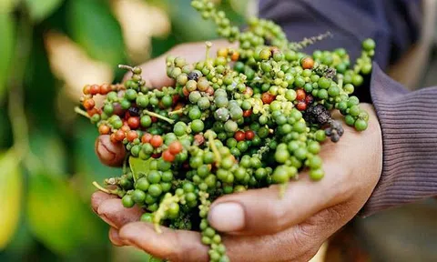 Giá tiêu hôm nay 5/9/2025: Rớt giá mạnh, nguồn cung ngày càng khan hiếm