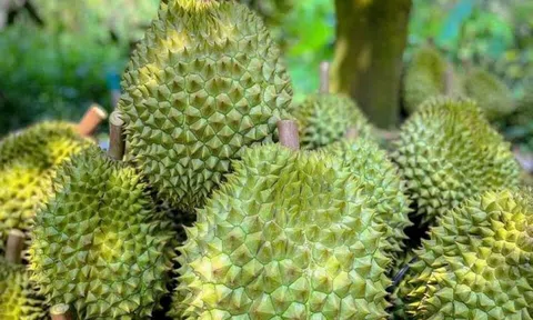 Giá sầu riêng hôm nay 7/9/2025: Thị trường không ổn định