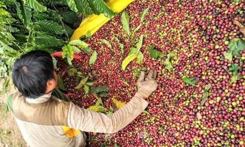 Giá cà phê hôm nay 8/9/2025: Trong nước đi ngang, thế giới tiếp tục giảm