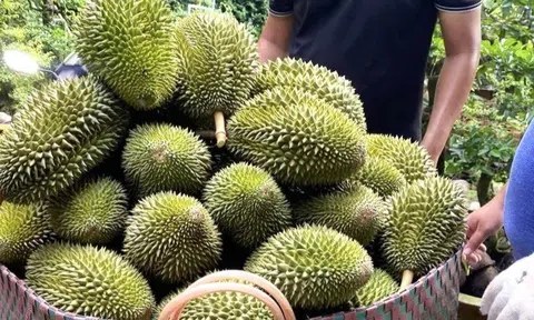 Giá sầu riêng hôm nay 8/9/2025: Biến động theo từng khu vực