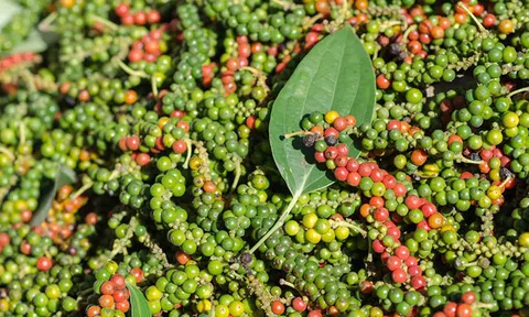 Giá tiêu hôm nay 8/9/2025: Cao nhất ở mức 152.000 đ/kg