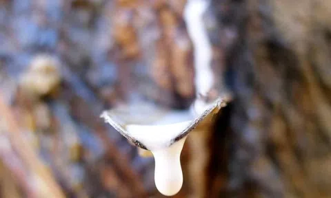 Giá cao su hôm nay 9/9/2025: Biến động trái chiều trên các sàn giao dịch