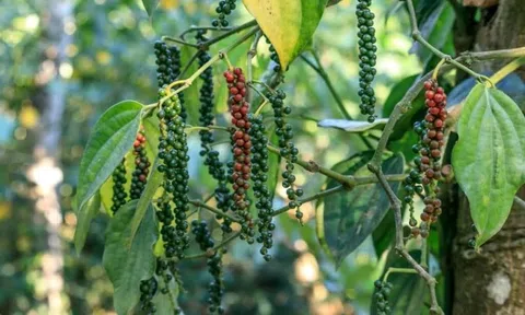 Giá tiêu hôm nay 9/9/2025: Cao nhất 152.000 đồng/kg