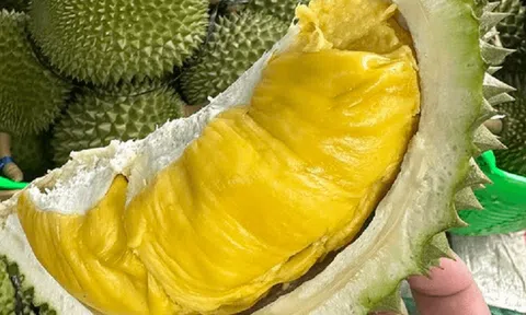 Giá sầu riêng hôm nay 10/9/2025: Thị trường ổn định