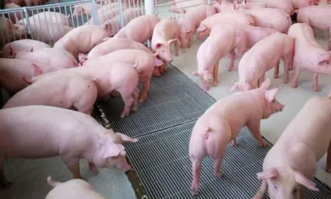 Giá heo hơi hôm nay 11/9/2025: Duy nhất Hải Phòng tăng 1.000 đồng/kg