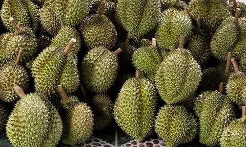 Giá sầu riêng hôm nay 11/9/2025: Sầu Thái VIP giữ giá cao nhất