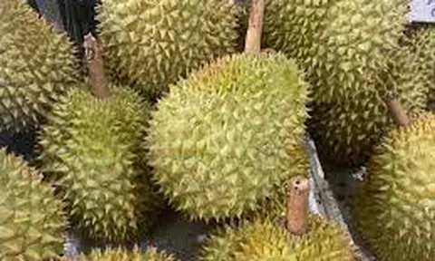 Giá sầu riêng hôm nay 12/9/2025: Giá sầu riêng Thái giảm nhẹ