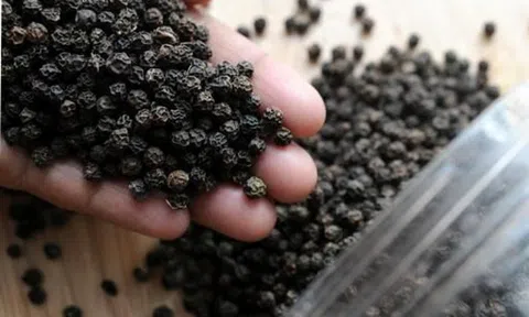 Giá tiêu hôm nay 12/9/2025: Giảm 1.000 - 2.000 đồng/kg