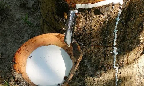 Giá cao su hôm nay 13/9/2025: Giá cao su thế giới phân hóa trước sức ép tiêu thụ