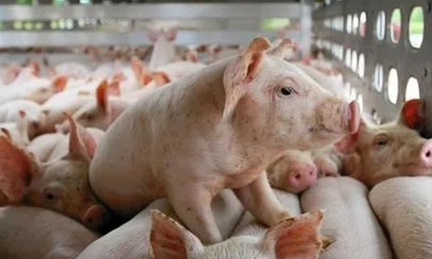 Giá heo hơi hôm nay 13/9/2025: Ba miền đồng loạt tăng giá