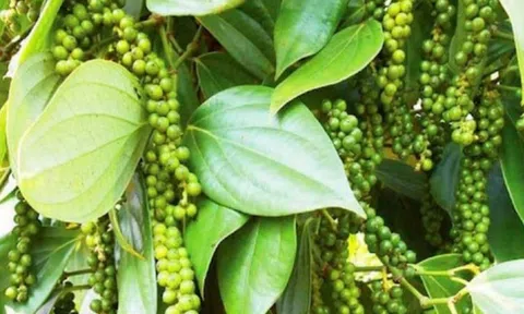 Giá tiêu hôm nay 13/9/2025: Giảm sâu còn 149.600 đồng/kg, Brazil lao đao vì thuế “khủng” từ Mỹ