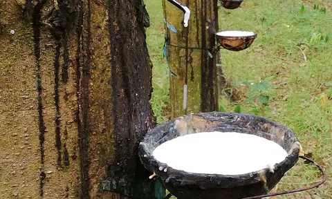 Giá cao su hôm nay 14/9/2025: Giá cao su thế giới biến động không đồng nhất