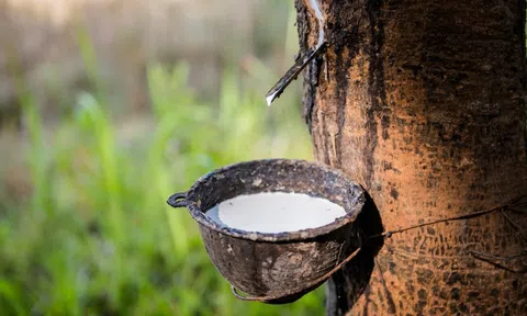 Giá cao su hôm nay 16/9/2025: Giá cao su thế giới giảm do lo ngại nguồn cung tăng