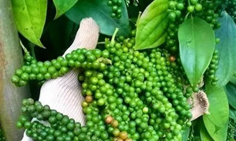 Giá tiêu hôm nay 16/9/2025: Nội địa đi ngang, Việt Nam củng cố ngôi vương tại thị trường Mỹ