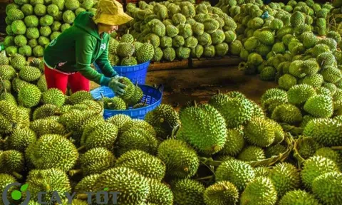 Giá sầu riêng hôm nay 17/9/2025: Sầu riêng Thái khu vực Đắk Lắk lên giá